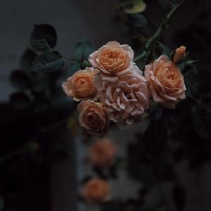 大屁股性爱视频
